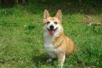 院長
